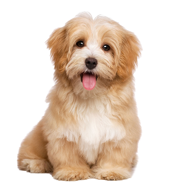 puppy
